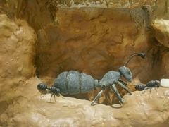 -上海昆虫博物馆