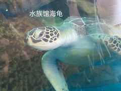-广东惠东海龟国家级自然保护区