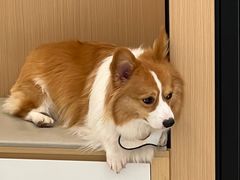 -瑞派康怡24h宠物医院·犬猫医疗中心·微创绝育(瑞景分院)