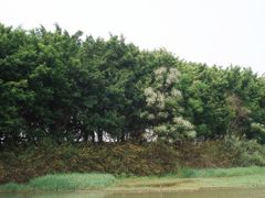 景点-大湾区中央湿地公园