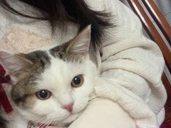 -凯特喵百思猫专科医院