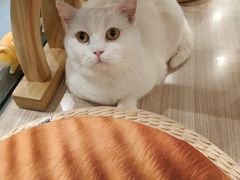 -飞行喵MR PILOT|猫舍·猫咖(静安大融城店)