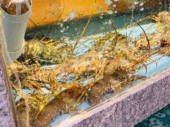 -荣誉海鲜酒楼(海湾店)