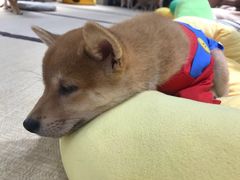 -逗柴咖啡屋·狗咖猫咖宠物桌游