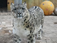 -青藏高原野生动物园