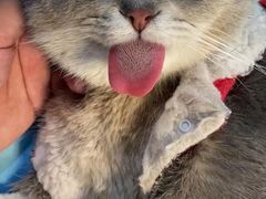 -伟伟宠物医院·CT影像中心·瑞派犬猫综合性门诊(汉口总院)