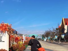 -荷兰花海