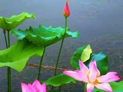 -莲花池公园