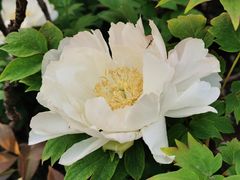 -洛阳市隋唐城遗址植物园