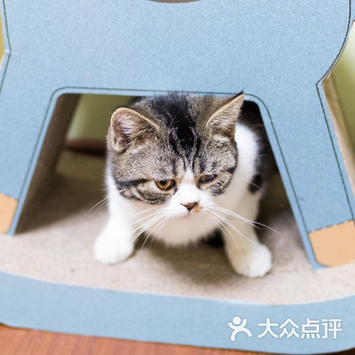 猫宁哈尼morning honey猫咪咖啡
