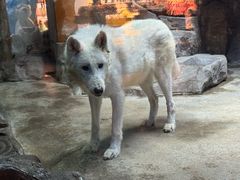 -芜湖新华联大白鲸海洋公园