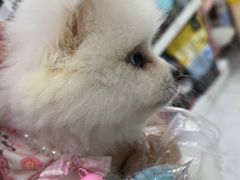 -唐小姐の猫狗洗护·购宠旗舰店(周浦万达店)