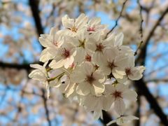 -复旦大学本部-食堂