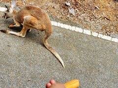 -清迈夜间动物园