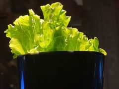 -九田家黑牛烤肉料理(无锡T12店)