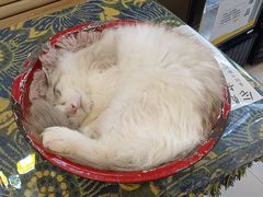 -平行世界·猫咖(首经贸店)