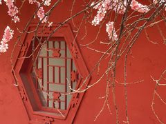 -桃花堤公园