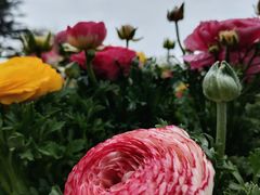 -苏州公园(双塔街道)