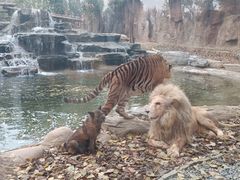 -北京野生动物园