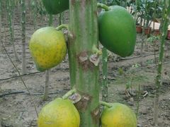 -天源吉布世温泉水乐园