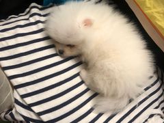 -瑞派·关忠动物医院·异宠专科·犬猫肿瘤·皮肤专科(望京店)