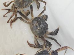 -阳澄湖大闸蟹·琼灵阁牌品牌连锁(吴中总店)
