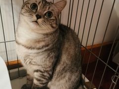 -关爱宠物医院·猫科中心·消化科(滨湖万达分院)