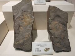 -辽宁古生物博物馆