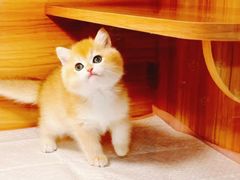 -猫十亿·布偶金渐层·曼基康矮脚猫舍(青年路店)