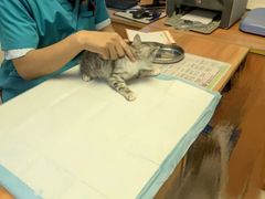 -pd派德宠物中心医院24H急重症·眼科中心·血液透析中心(嵩山北路店)