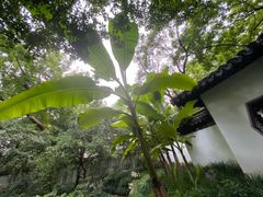 -秋霞圃