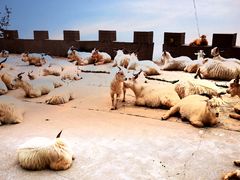 -白草畔自然风景区