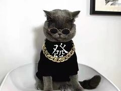 -欣宠猫屋·矮脚拿破仑·蓝金金渐层