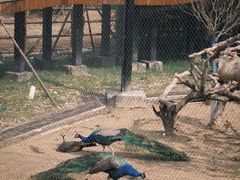 -武汉动物园
