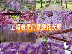 -嘉定紫藤园