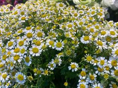 -爱尚幸福鲜花(上地实体店)