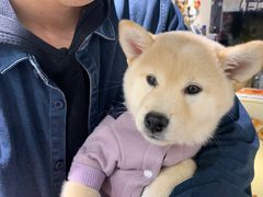-逗柴咖啡屋·狗咖猫咖宠物桌游