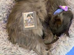 -平行世界·猫咖(首经贸店)