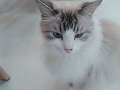 -豆逗聊愈猫阁Easy Life