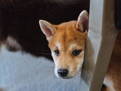 -柴源莊·柴小宠柴犬咖啡