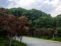 -广州市帽峰山景区