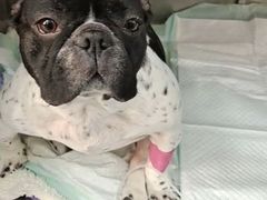 -爱侣宠医·鹦鹉专科·小型哺乳类·异宠专科(灵石路店)