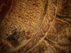 -宁波市保国寺古建筑博物馆