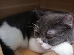 -酷豆宠物咖啡·宠物美食·撸猫馆