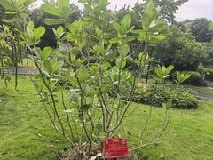 -广西壮族自治区药用植物园