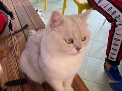 -喵屿·大理花园猫咖