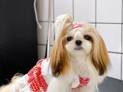 -BABYDOG宝贝狗宠物乐园(欧洲城店)