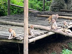 -西双版纳原始森林公园