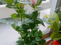 -成都濑川外国语学校