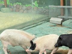 -栾川竹海野生动物园